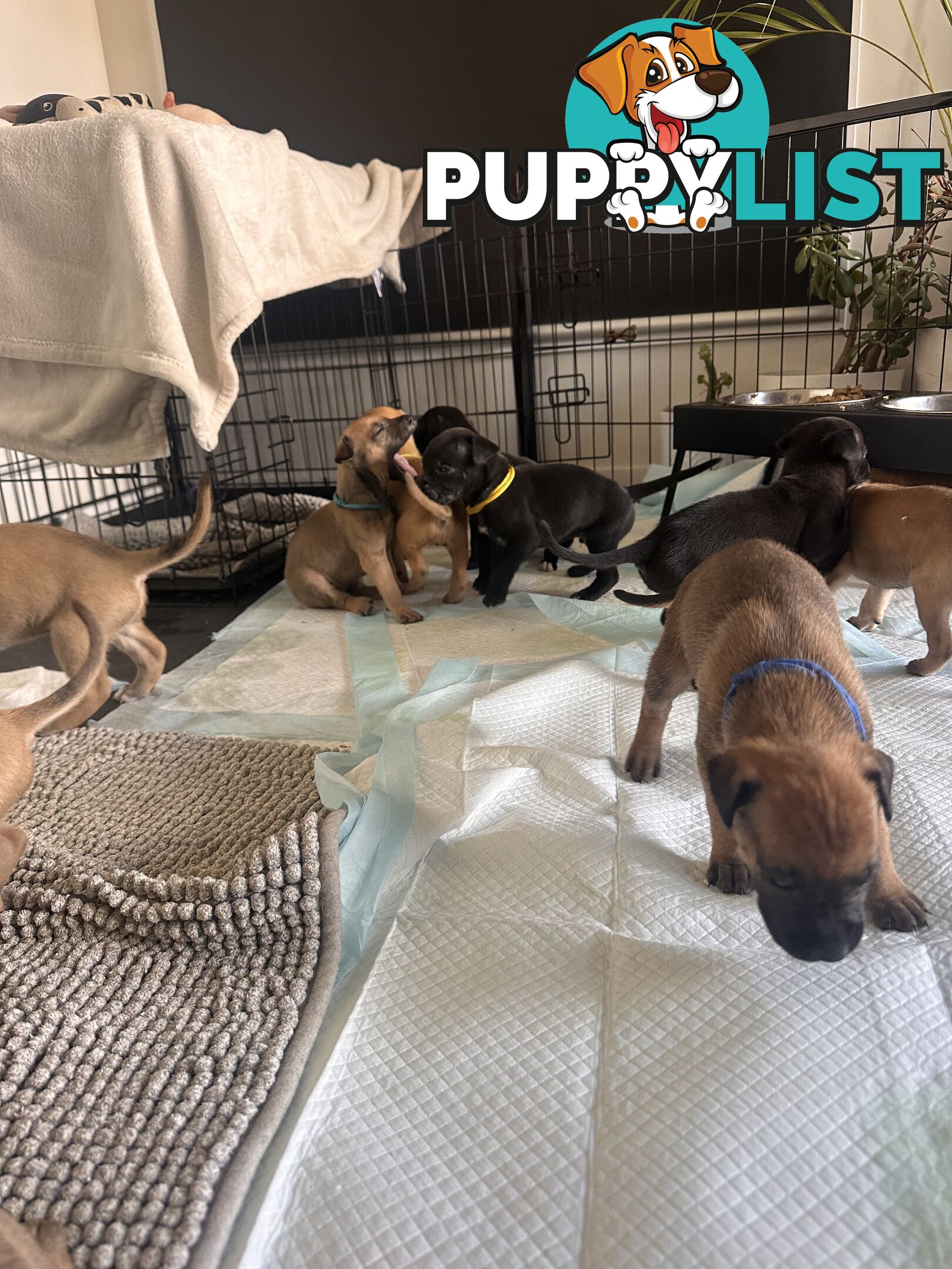 Cute and cuddly Staffy X kelpie pups