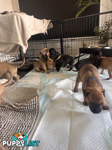 Cute and cuddly Staffy X kelpie pups