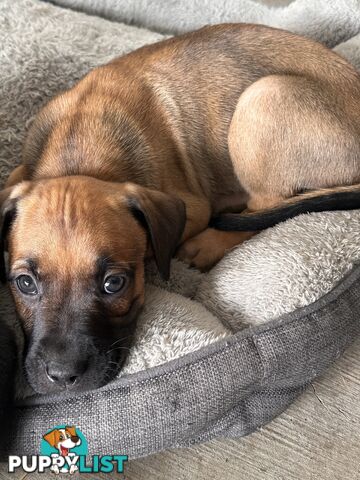 Cute and cuddly Staffy X kelpie pups