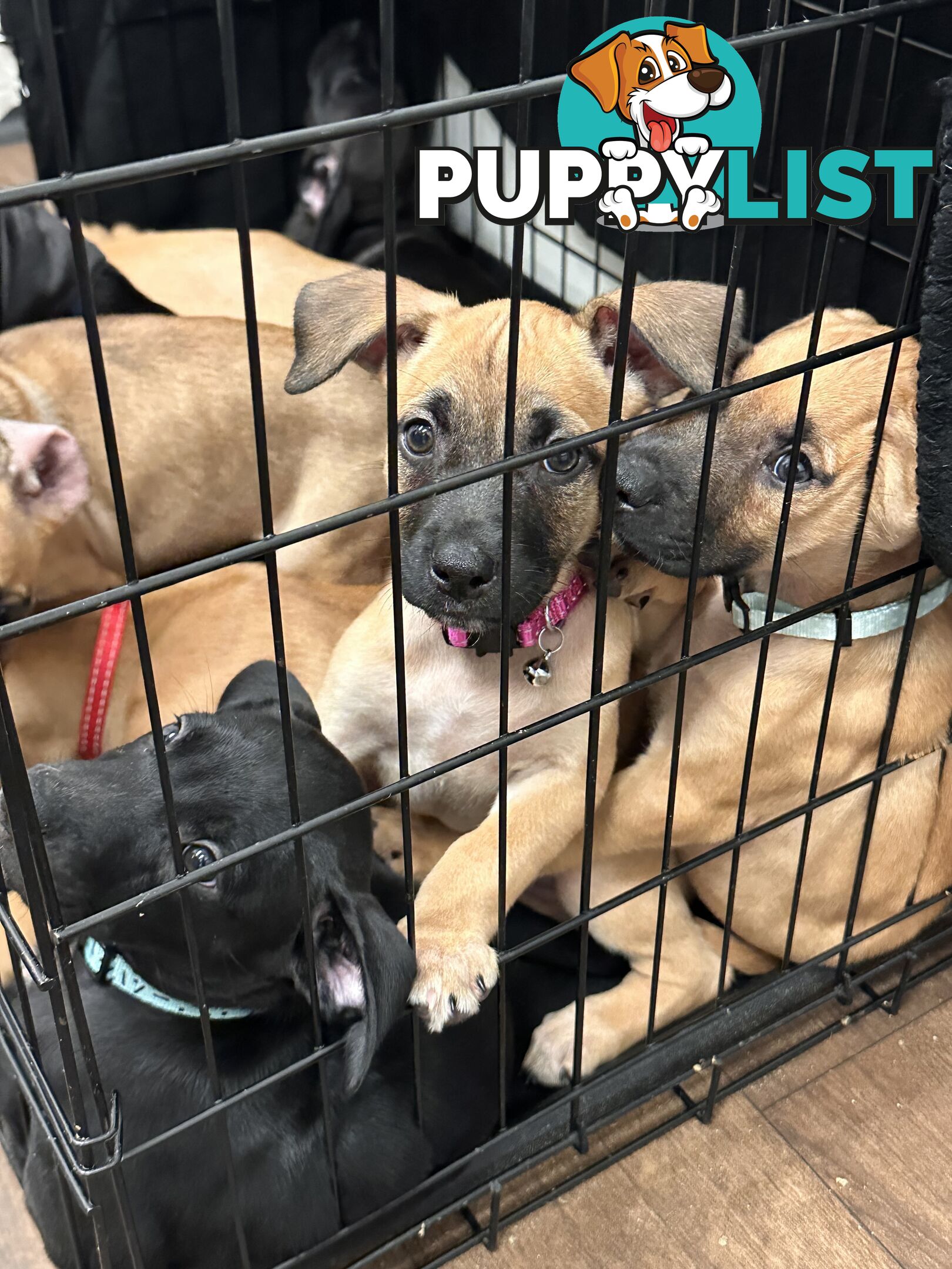 Cute and cuddly Staffy X kelpie pups