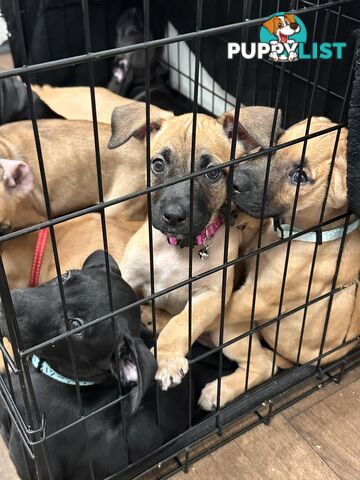 Cute and cuddly Staffy X kelpie pups