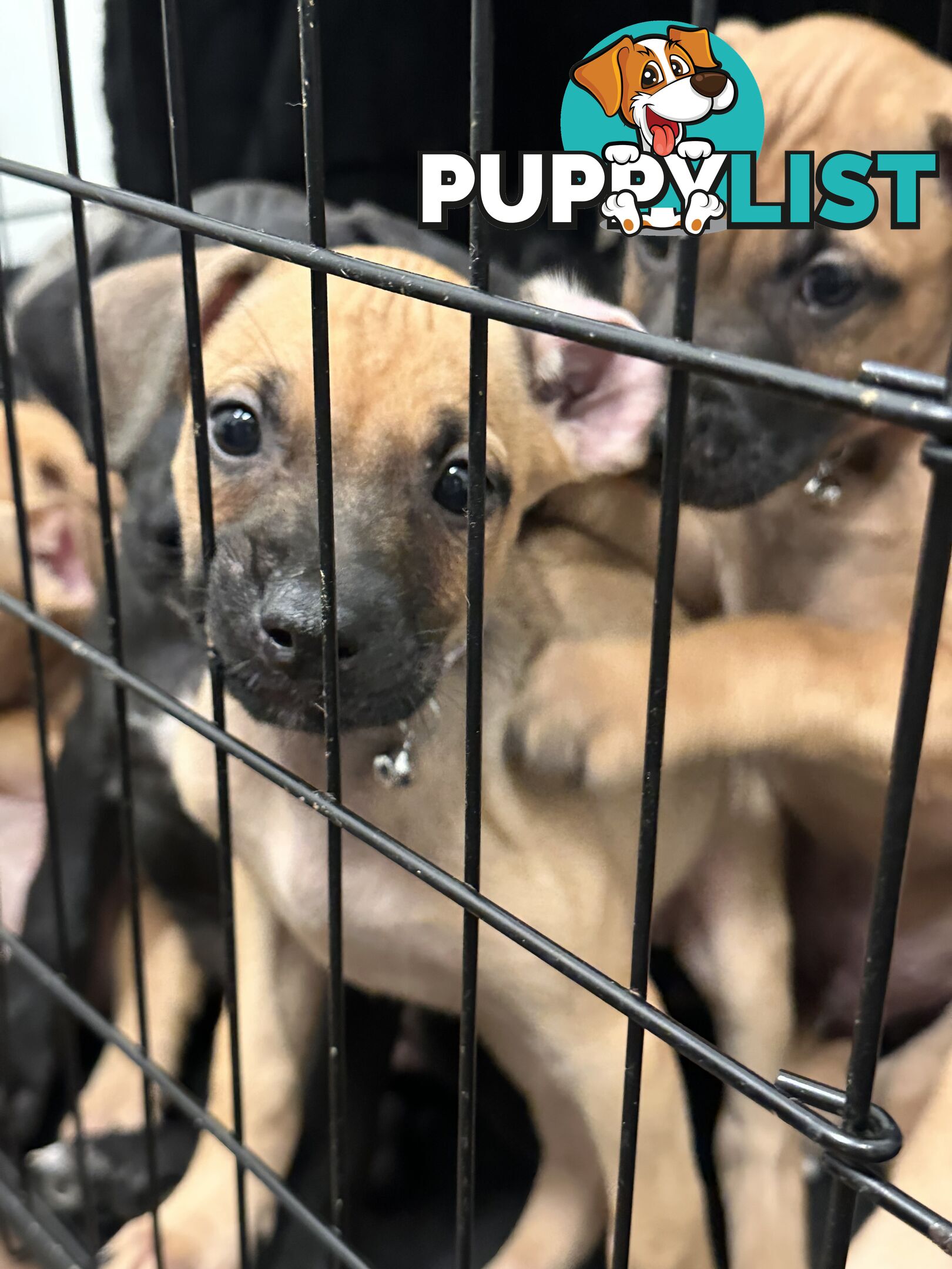 Cute and cuddly Staffy X kelpie pups