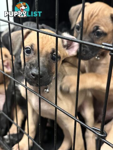 Cute and cuddly Staffy X kelpie pups