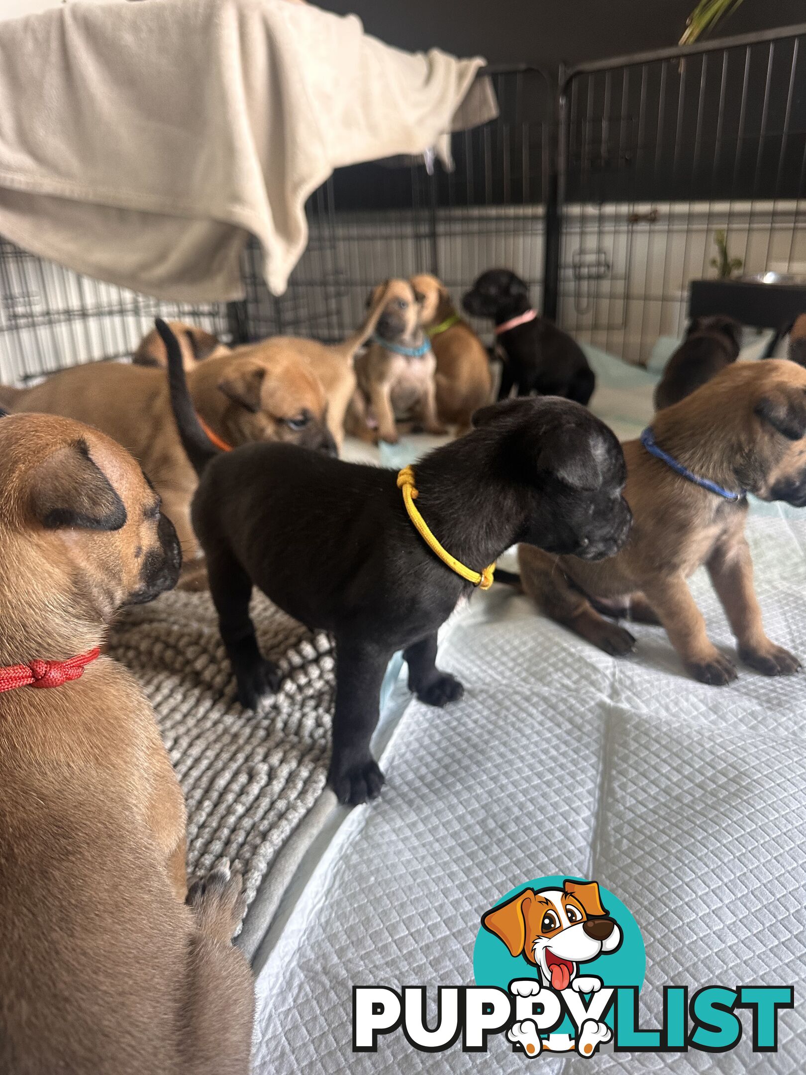 Cute and cuddly Staffy X kelpie pups