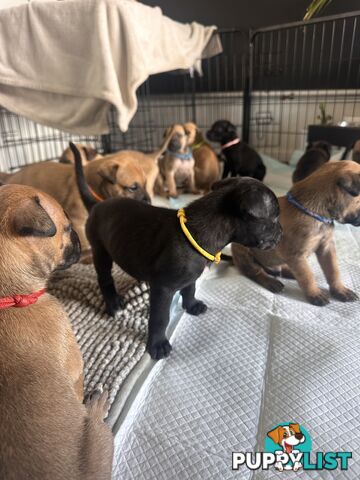 Cute and cuddly Staffy X kelpie pups