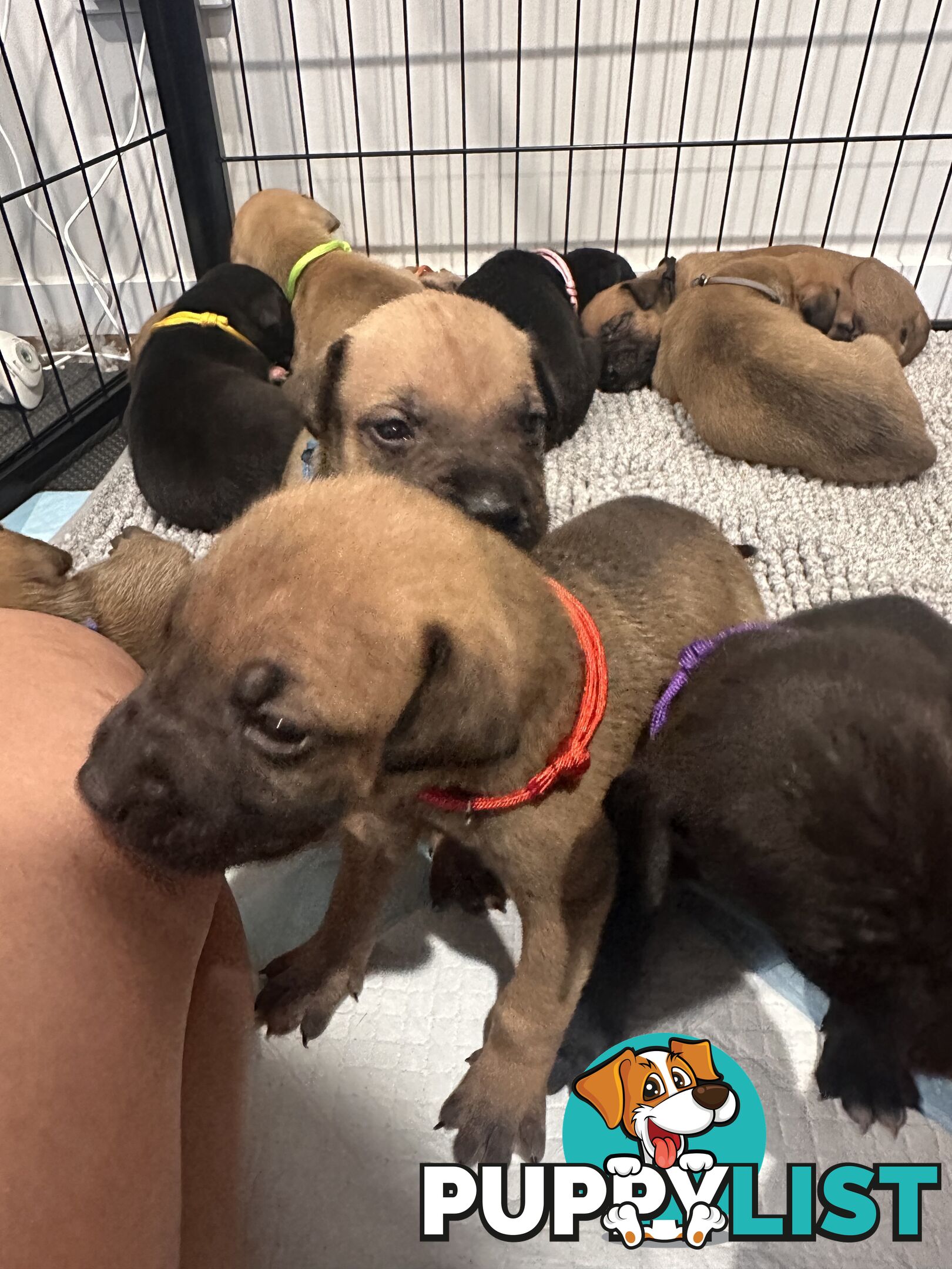 Cute and cuddly Staffy X kelpie pups