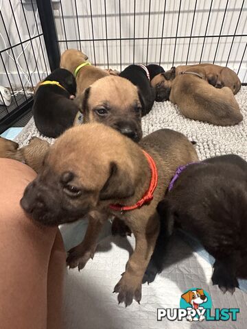 Cute and cuddly Staffy X kelpie pups