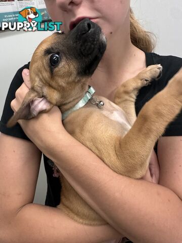 Cute and cuddly Staffy X kelpie pups