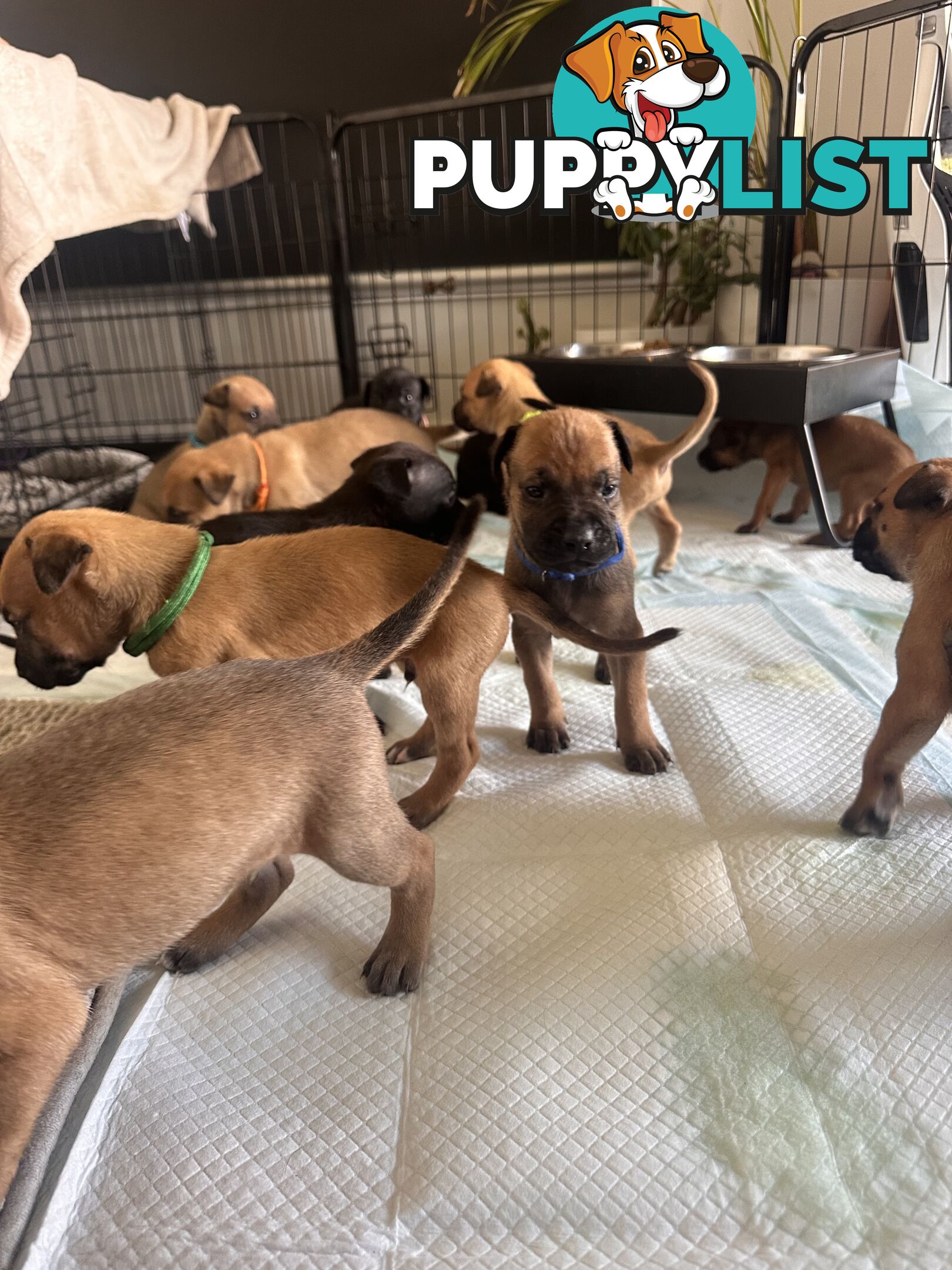 Cute and cuddly Staffy X kelpie pups