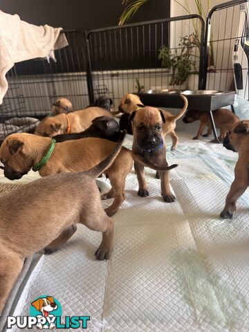 Cute and cuddly Staffy X kelpie pups