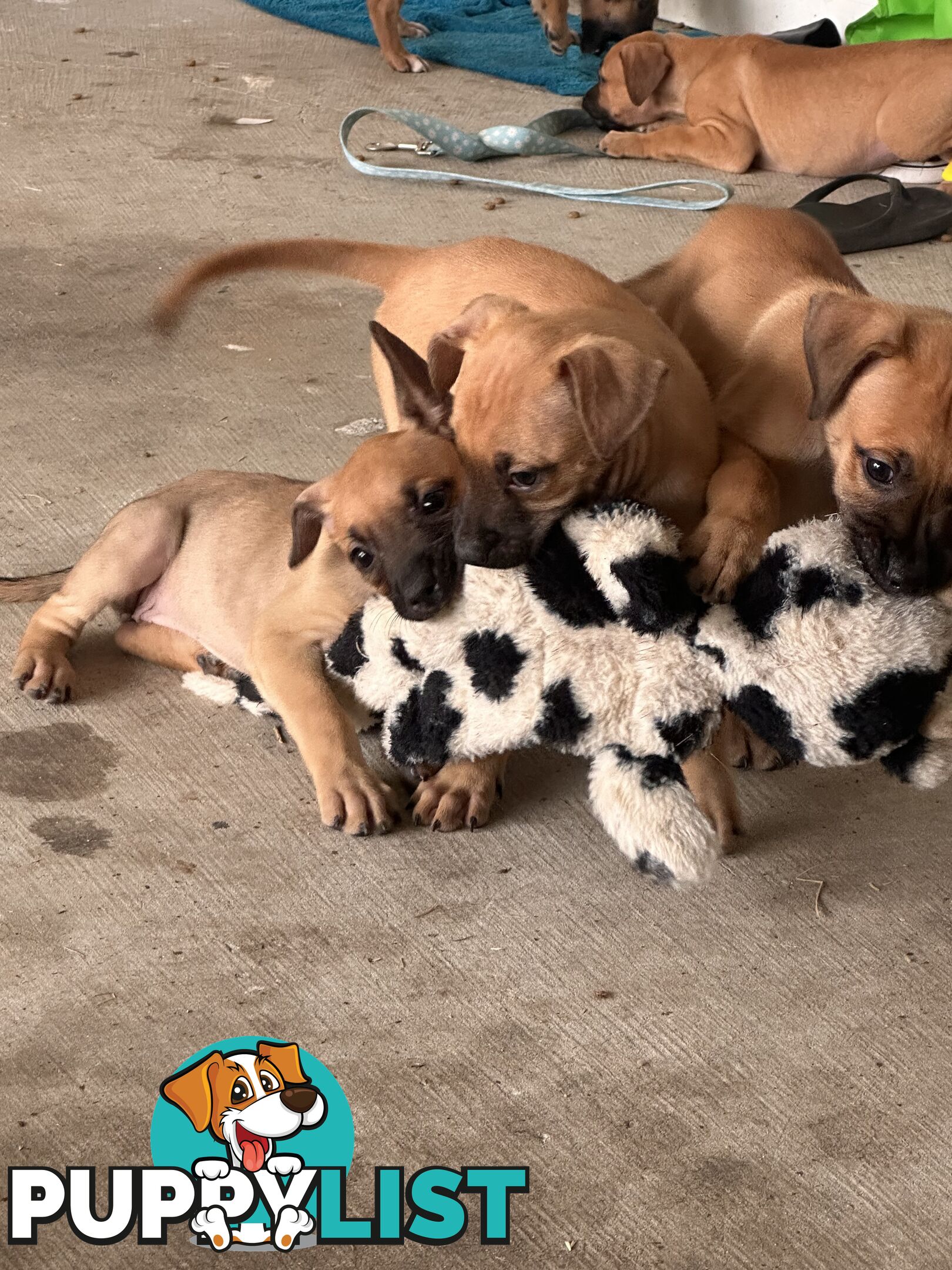 Cute and cuddly Staffy X kelpie pups