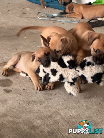 Cute and cuddly Staffy X kelpie pups