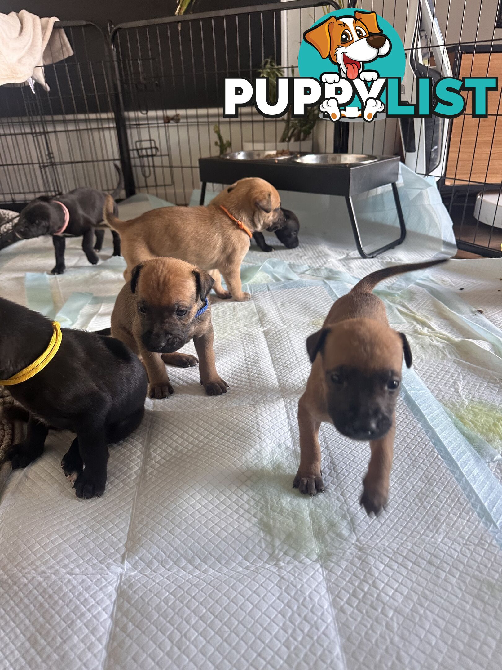 Cute and cuddly Staffy X kelpie pups