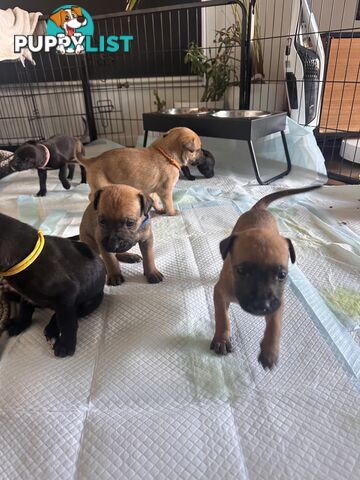 Cute and cuddly Staffy X kelpie pups