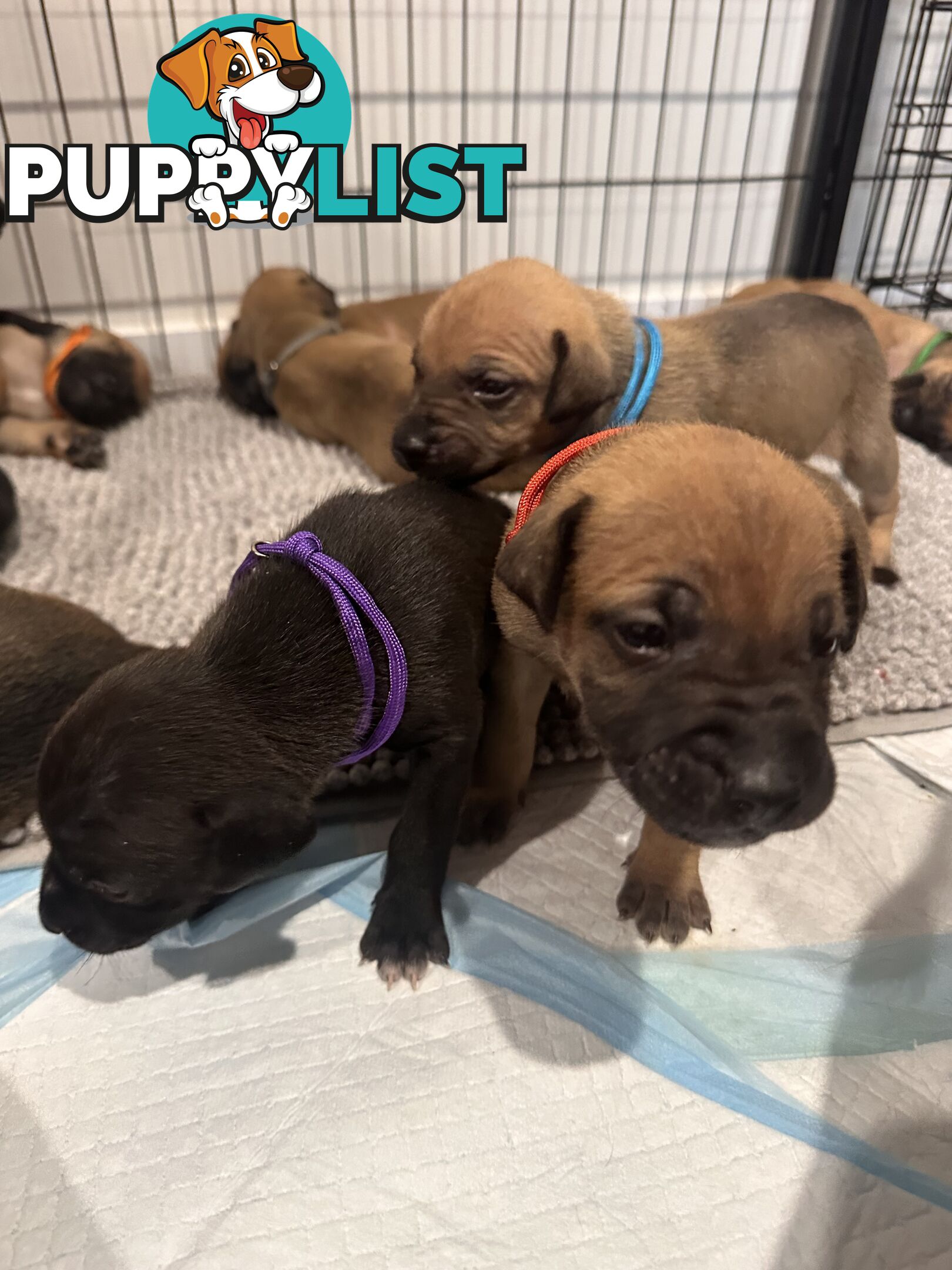 Cute and cuddly Staffy X kelpie pups