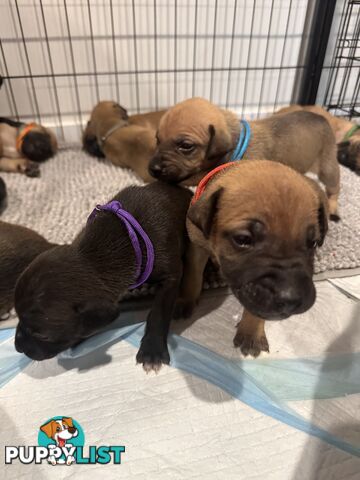 Cute and cuddly Staffy X kelpie pups