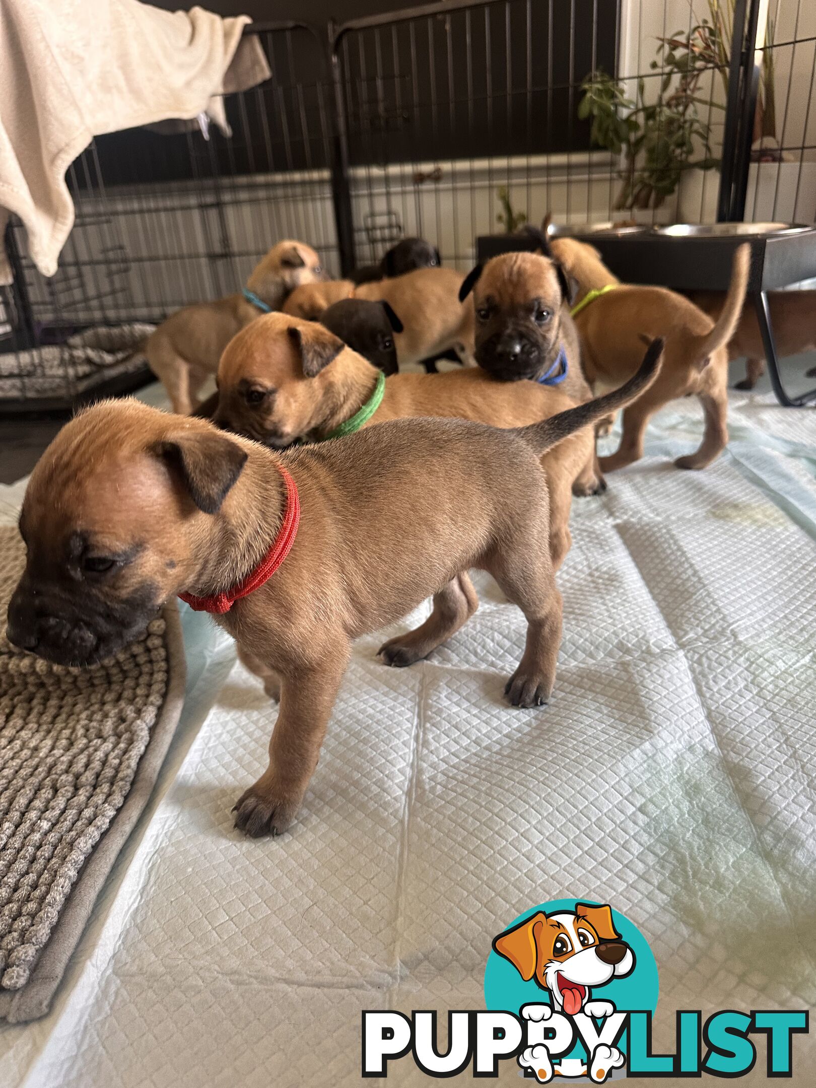 Cute and cuddly Staffy X kelpie pups