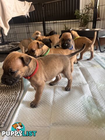 Cute and cuddly Staffy X kelpie pups