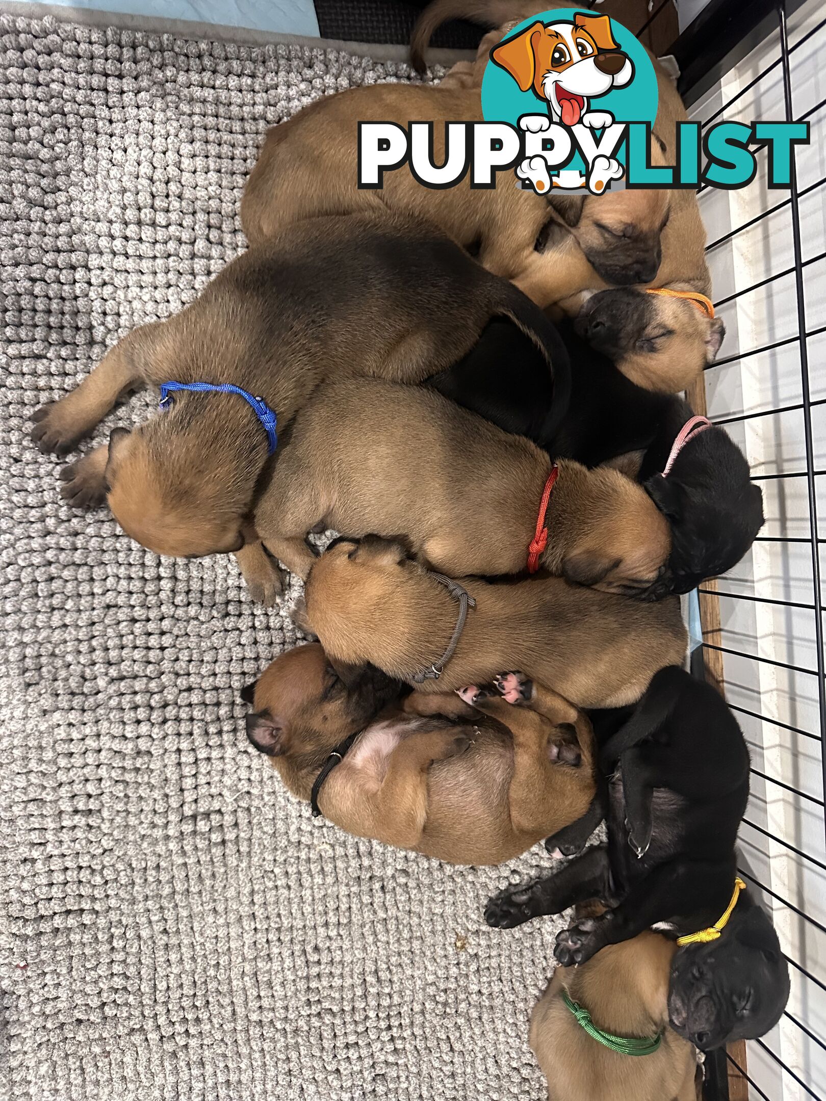 Cute and cuddly Staffy X kelpie pups