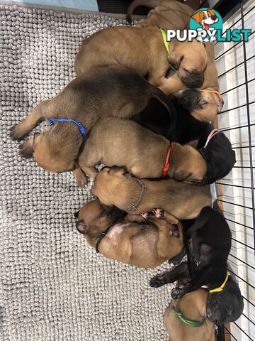 Cute and cuddly Staffy X kelpie pups