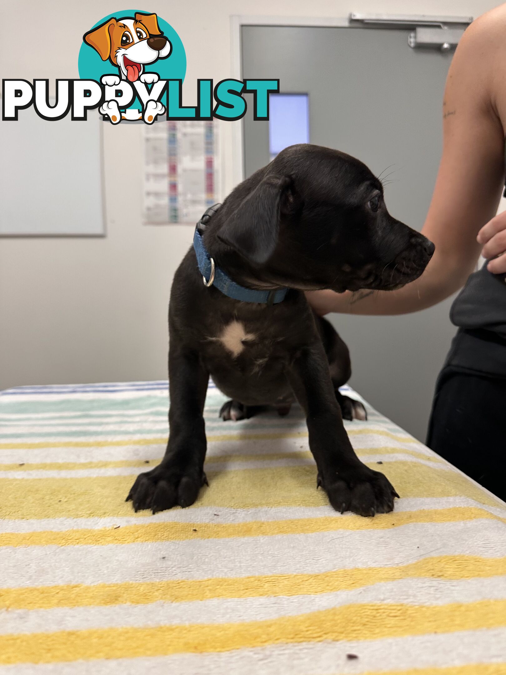 Cute and cuddly Staffy X kelpie pups