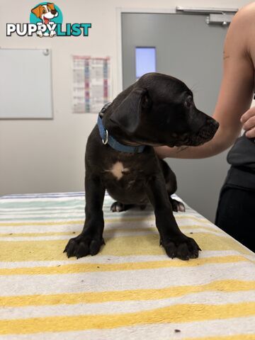 Cute and cuddly Staffy X kelpie pups