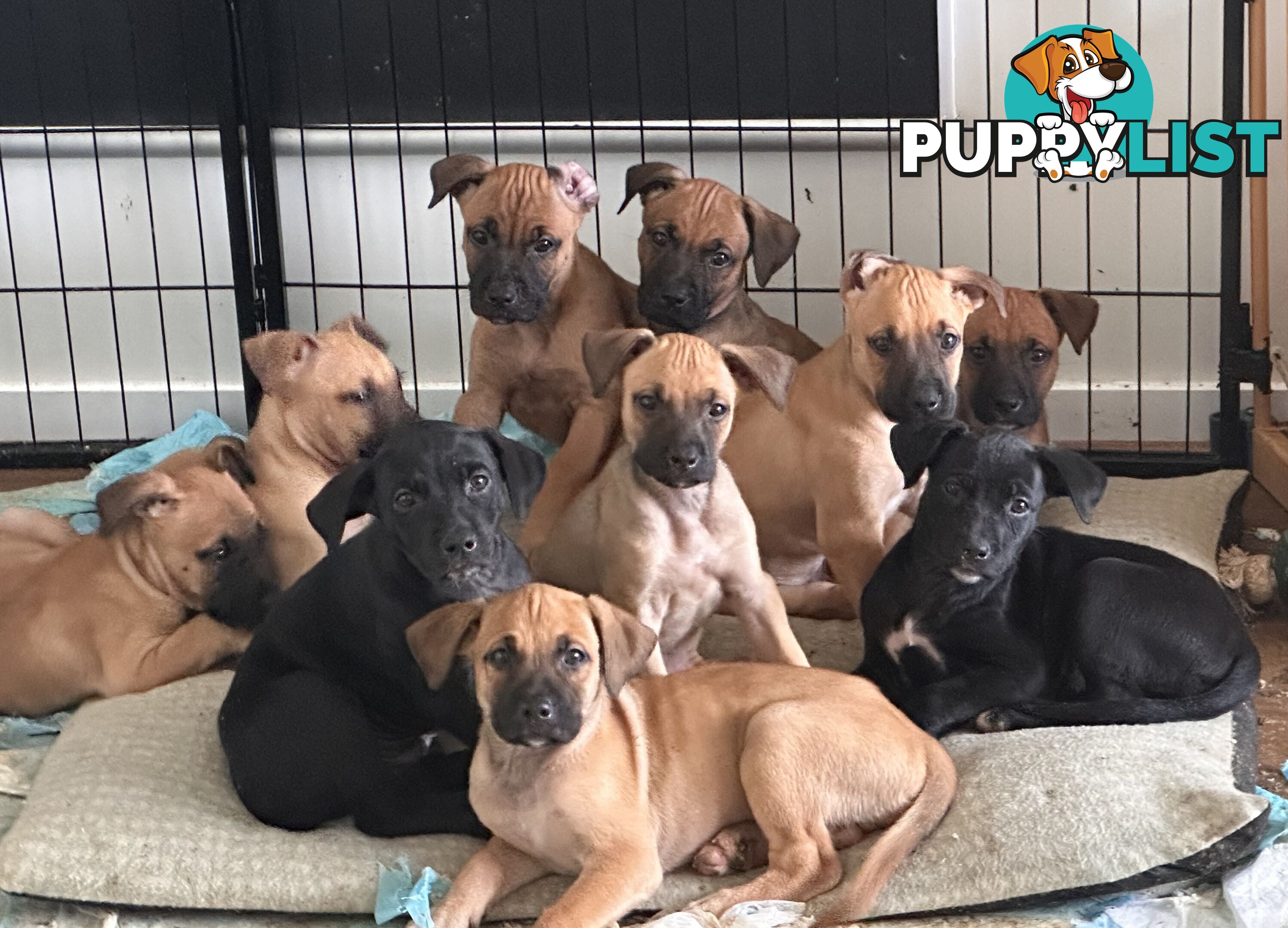 Cute and cuddly Staffy X kelpie pups