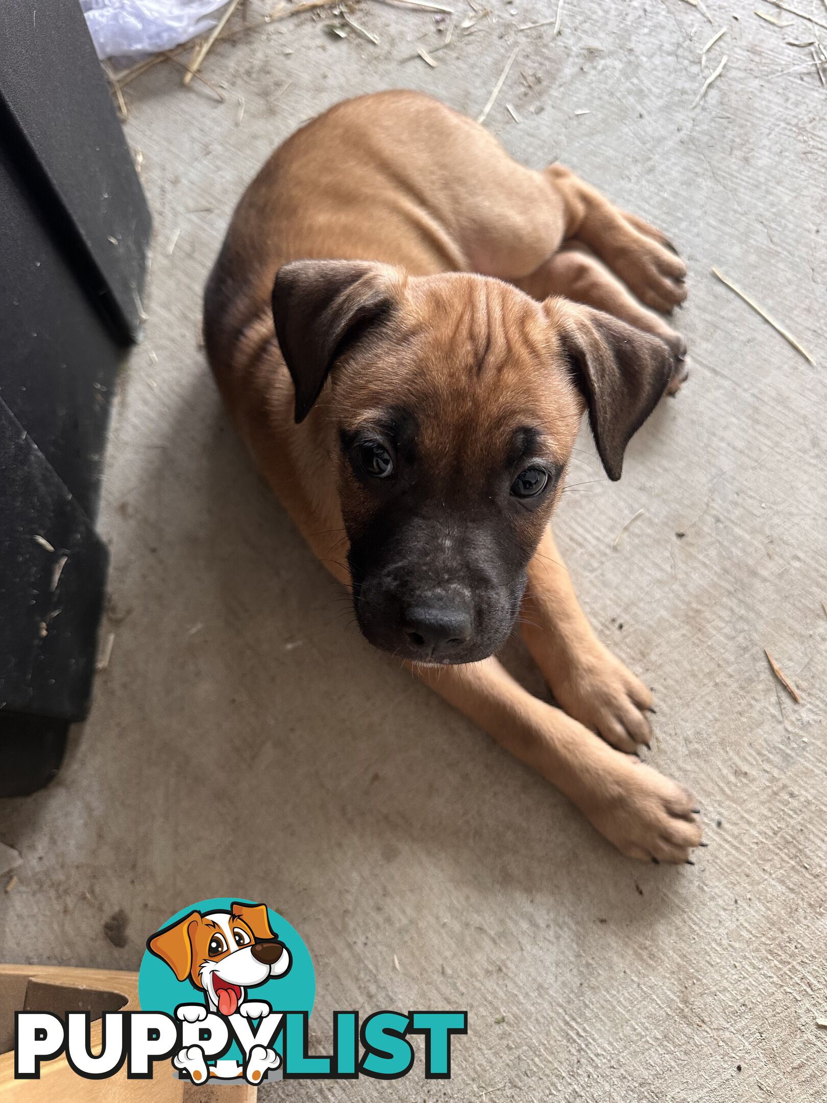 Cute and cuddly Staffy X kelpie pups