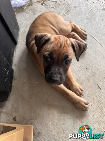 Cute and cuddly Staffy X kelpie pups