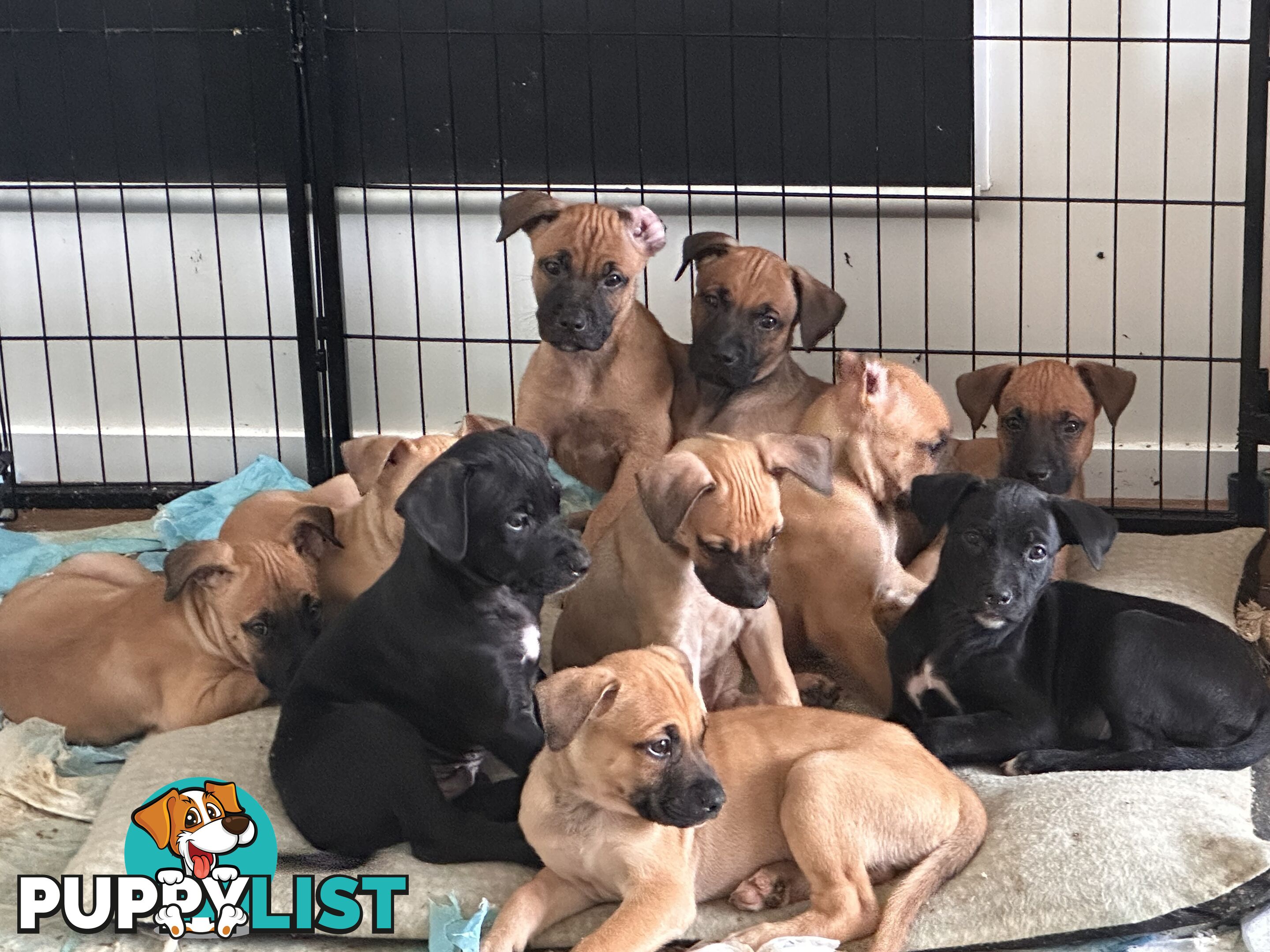 Cute and cuddly Staffy X kelpie pups