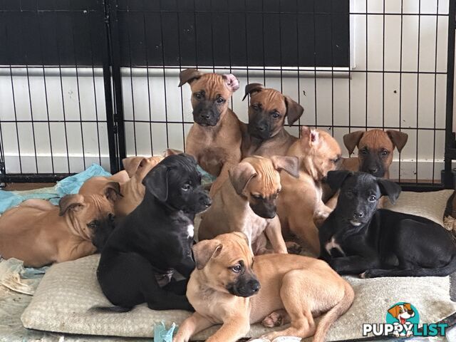 Cute and cuddly Staffy X kelpie pups