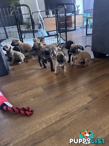 Cute and cuddly Staffy X kelpie pups