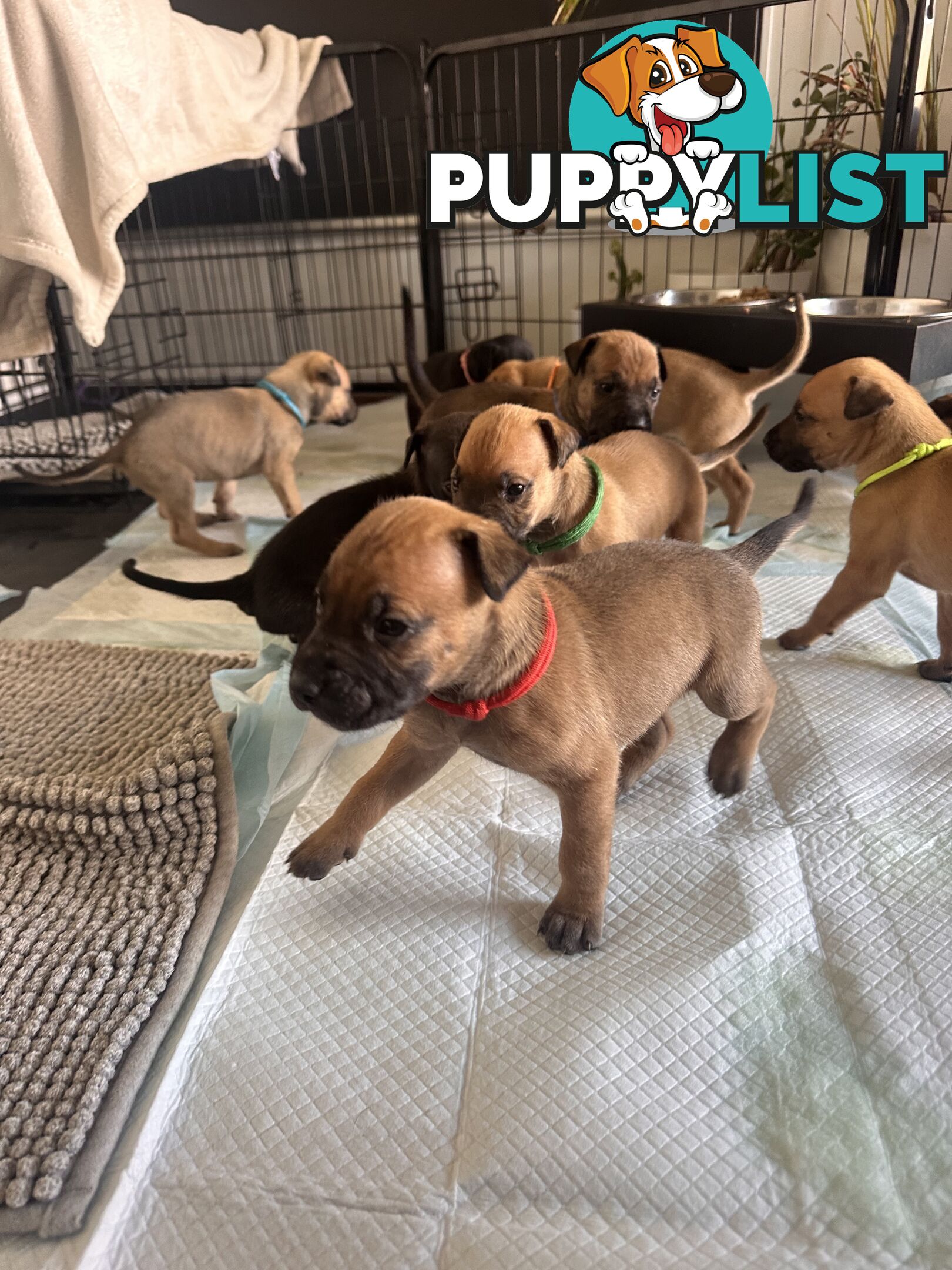 Cute and cuddly Staffy X kelpie pups