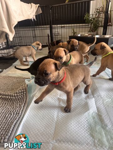 Cute and cuddly Staffy X kelpie pups