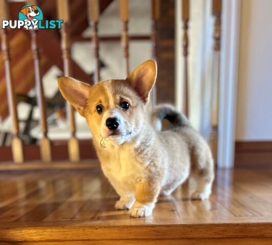 Welsh Corgi Pembroke Puppy