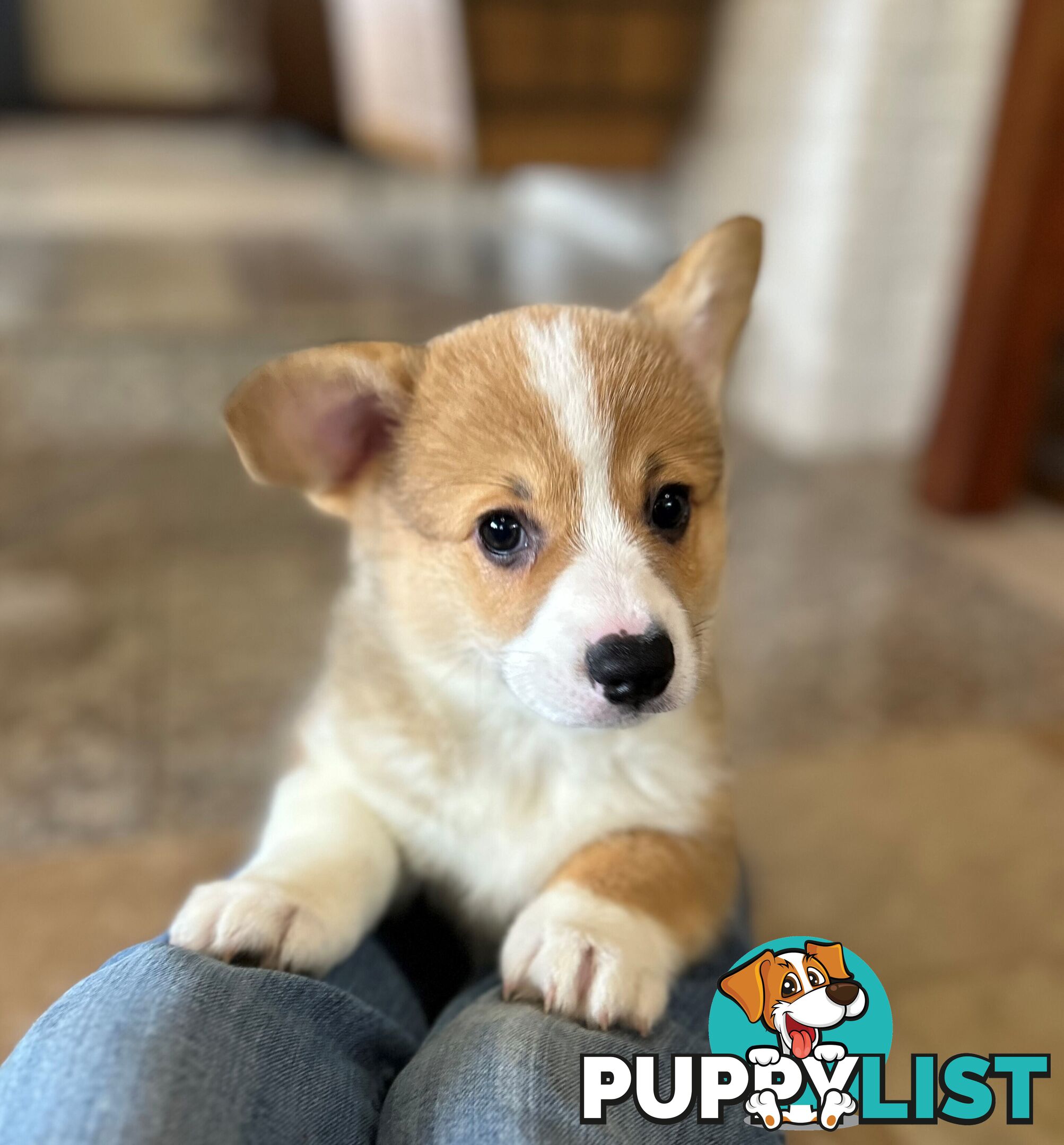 Welsh Corgi Pembroke Puppies