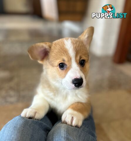 Welsh Corgi Pembroke Puppies