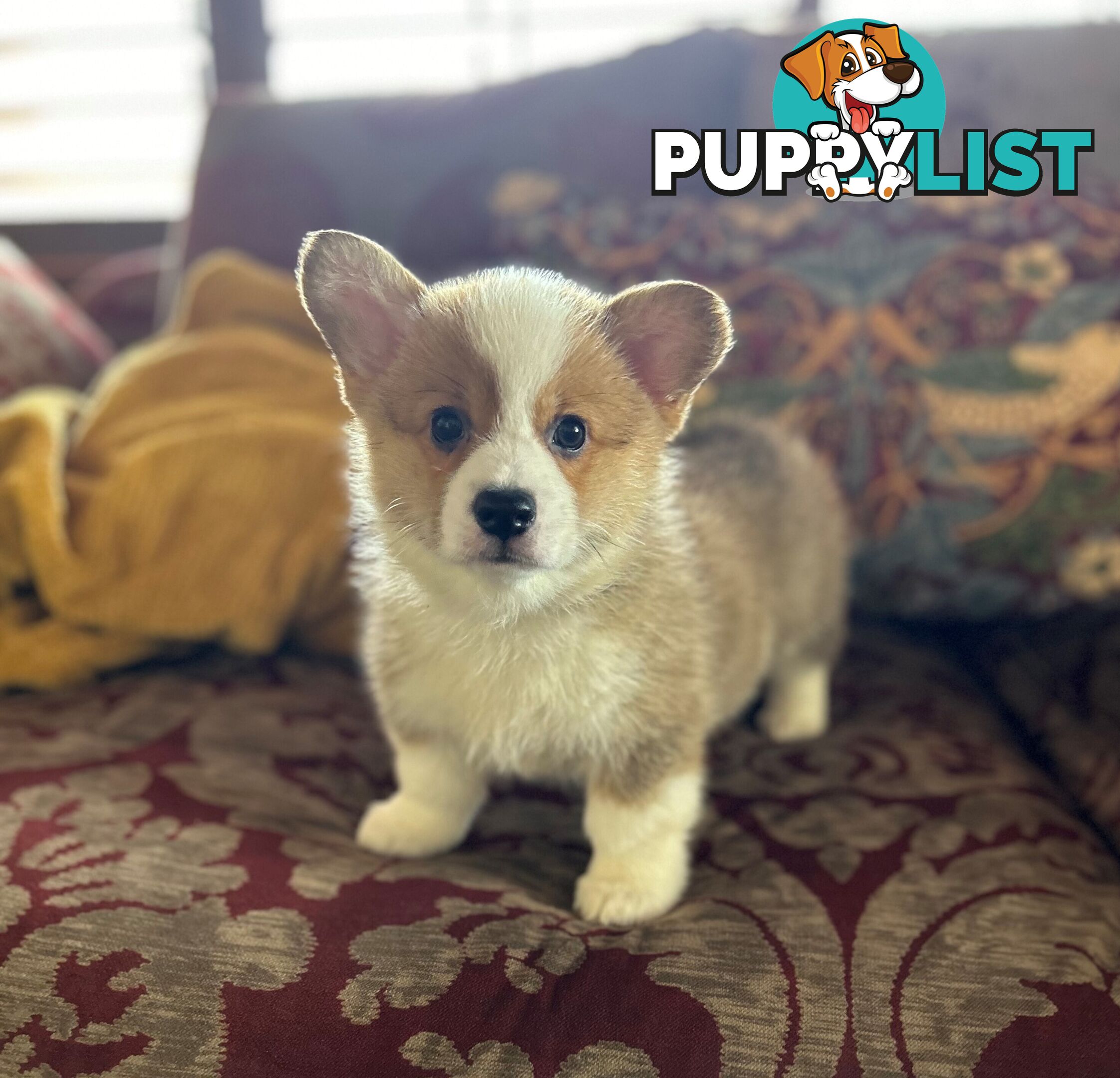 Welsh Corgi Pembroke Puppies