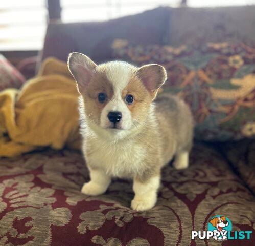 Welsh Corgi Pembroke Puppies