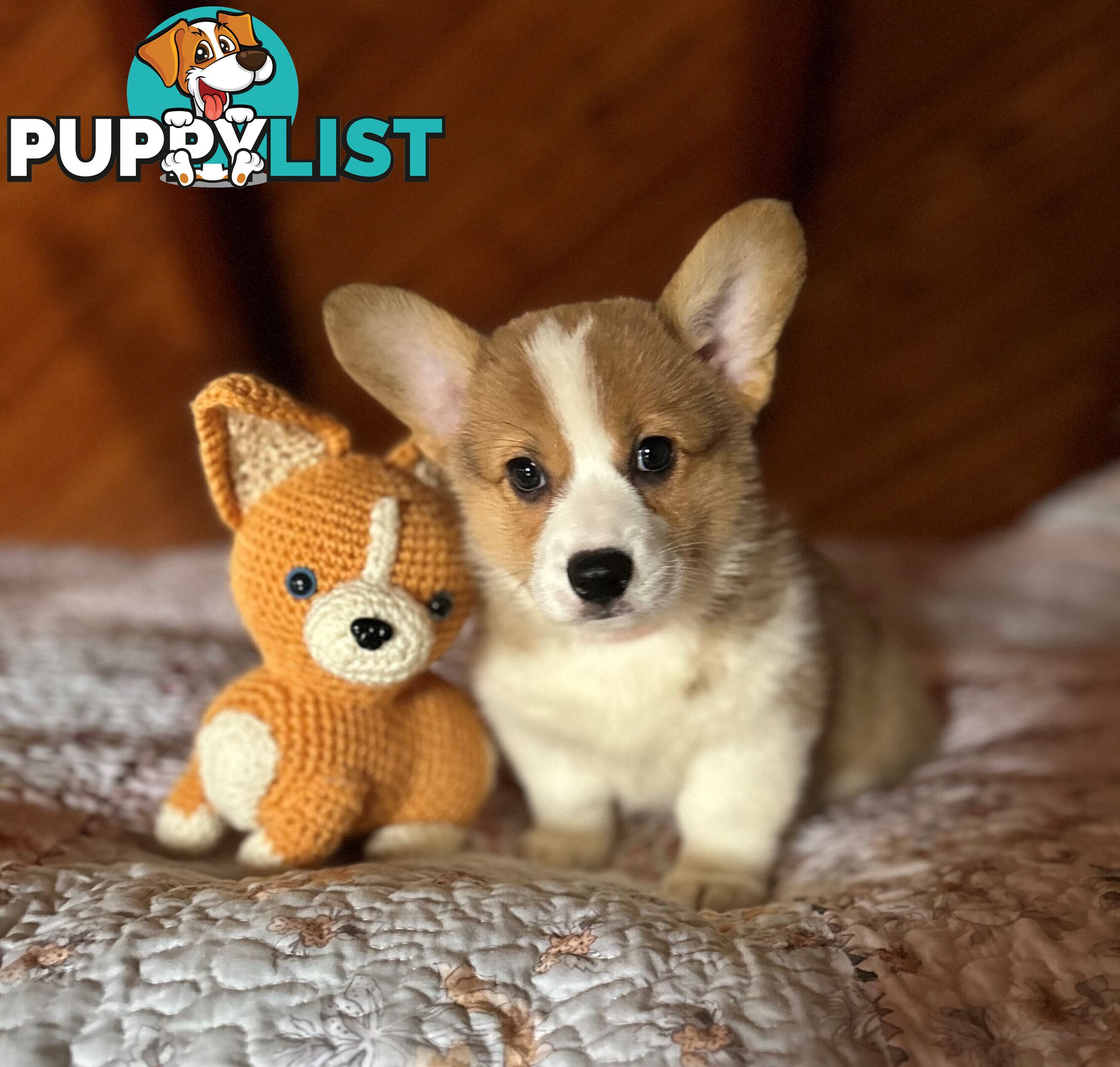 Welsh Corgi Pembroke Puppies