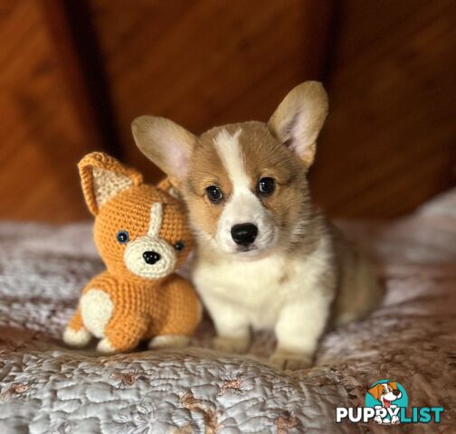 Welsh Corgi Pembroke Puppies