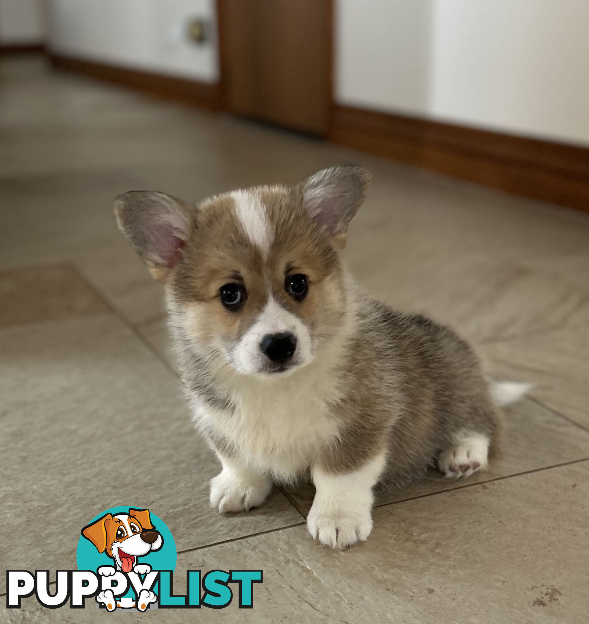 Welsh Corgi Pembroke Puppies