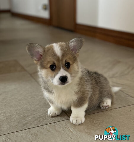 Welsh Corgi Pembroke Puppies