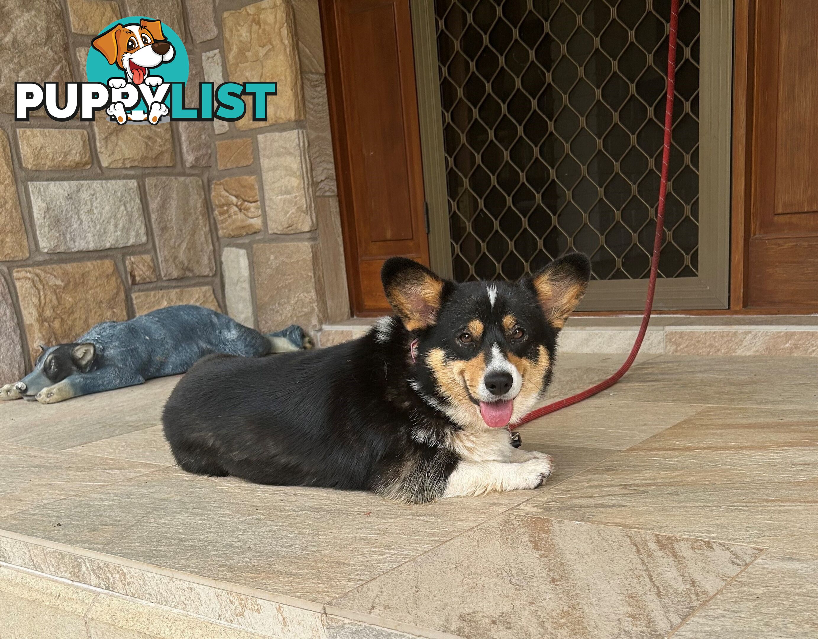 Welsh Corgi Pembroke Puppies