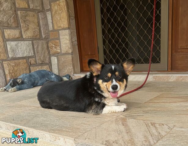 Welsh Corgi Pembroke Puppies