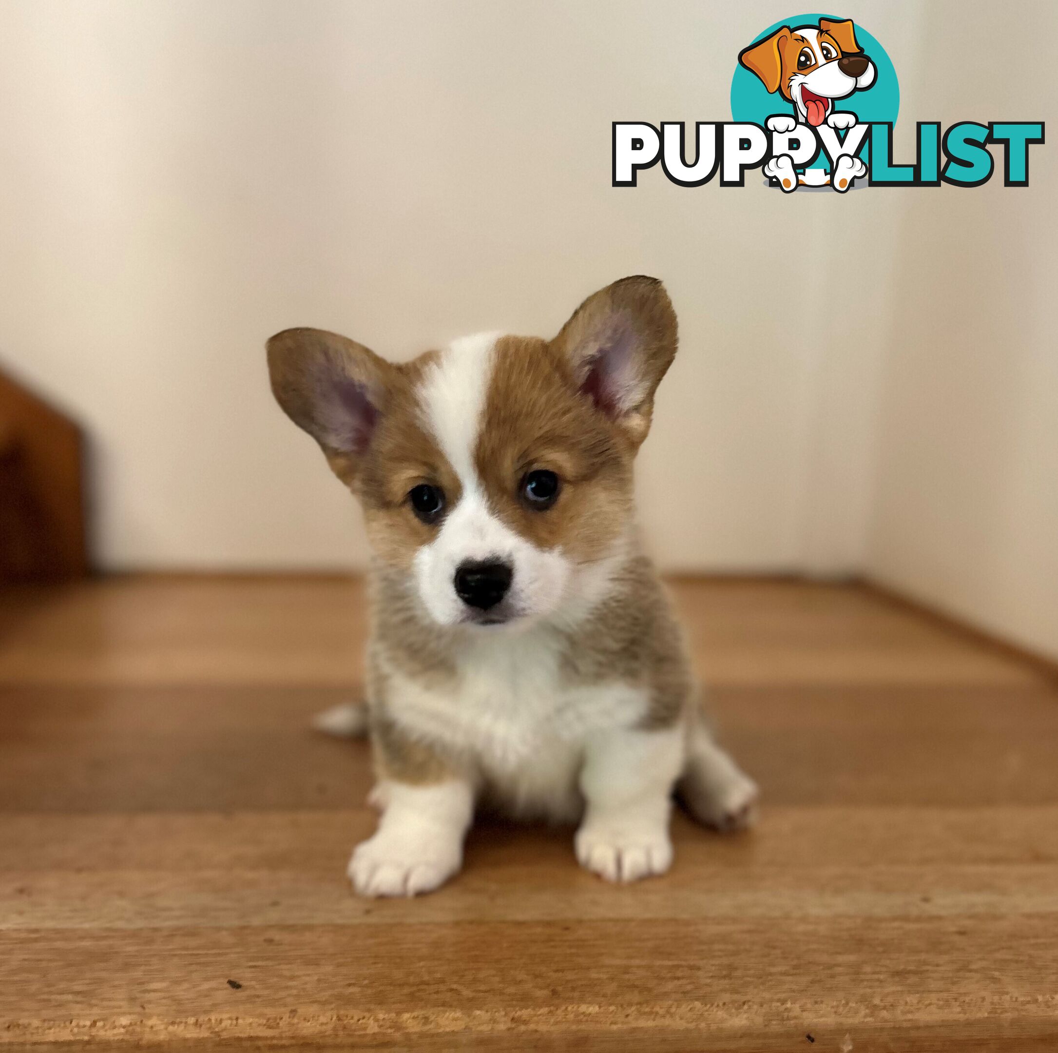 Welsh Corgi Pembroke Puppies