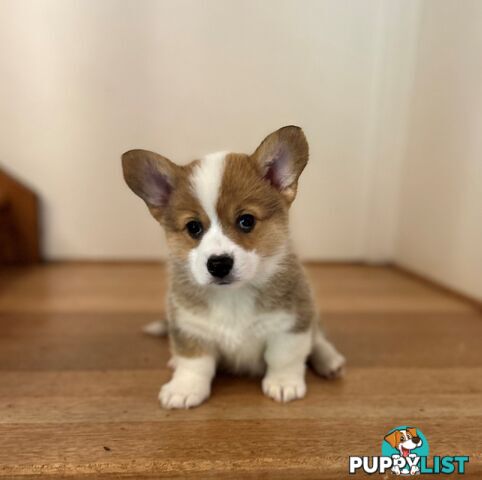 Welsh Corgi Pembroke Puppies