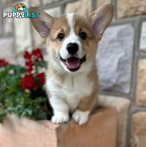 Welsh Corgi Pembroke Puppies