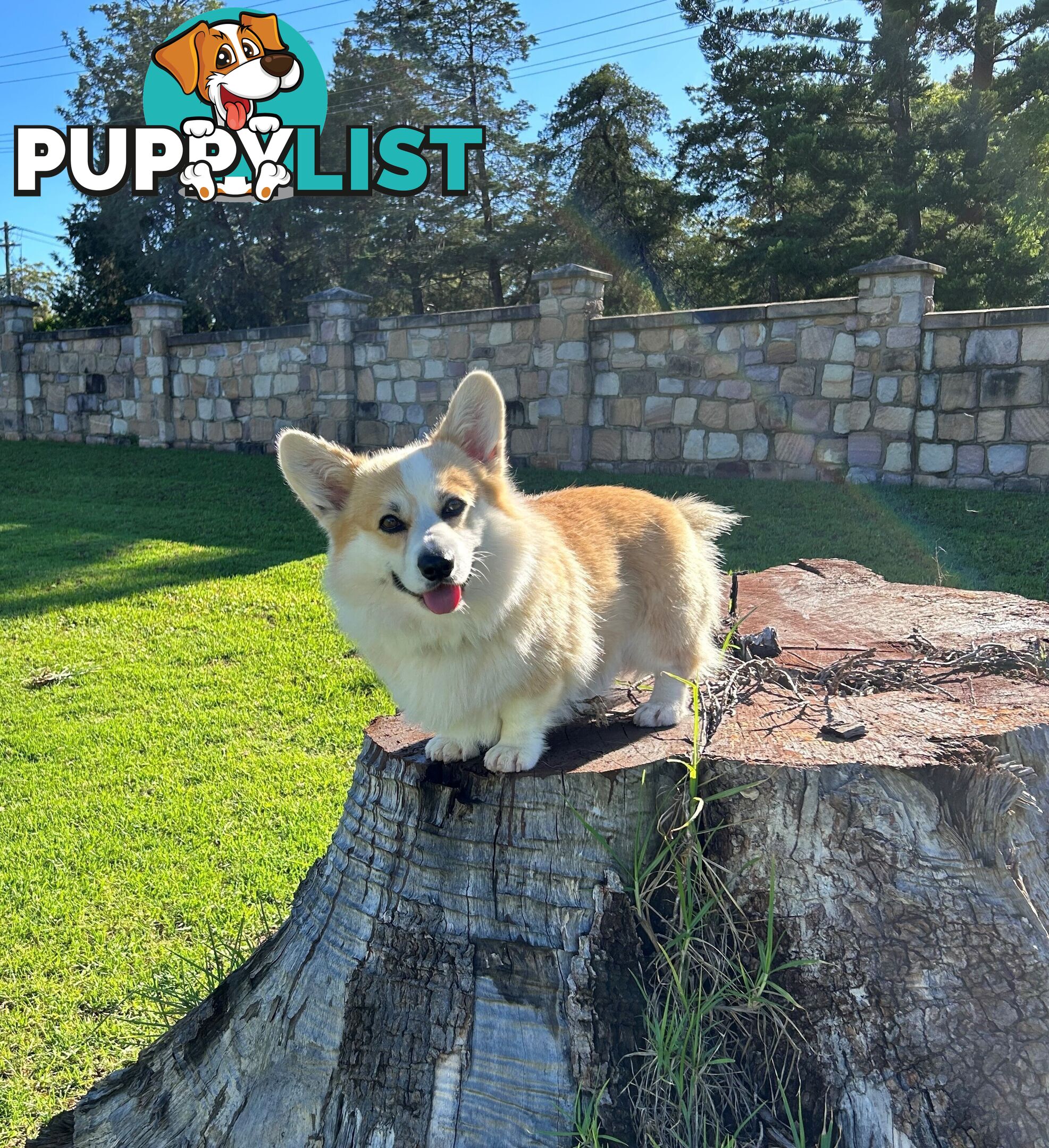 Welsh Corgi Pembroke Puppies