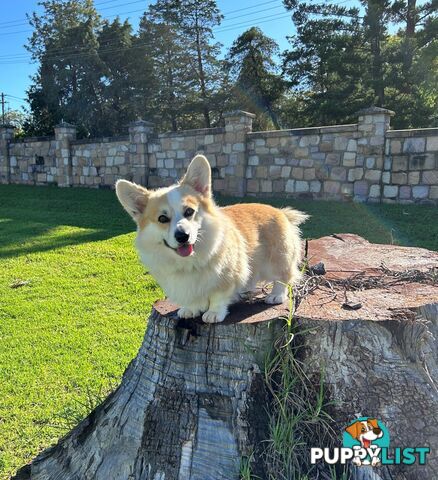 Welsh Corgi Pembroke Puppies